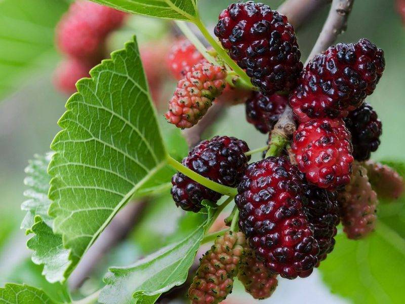 Шелковица купить саженцы из питомнике в Обнинске