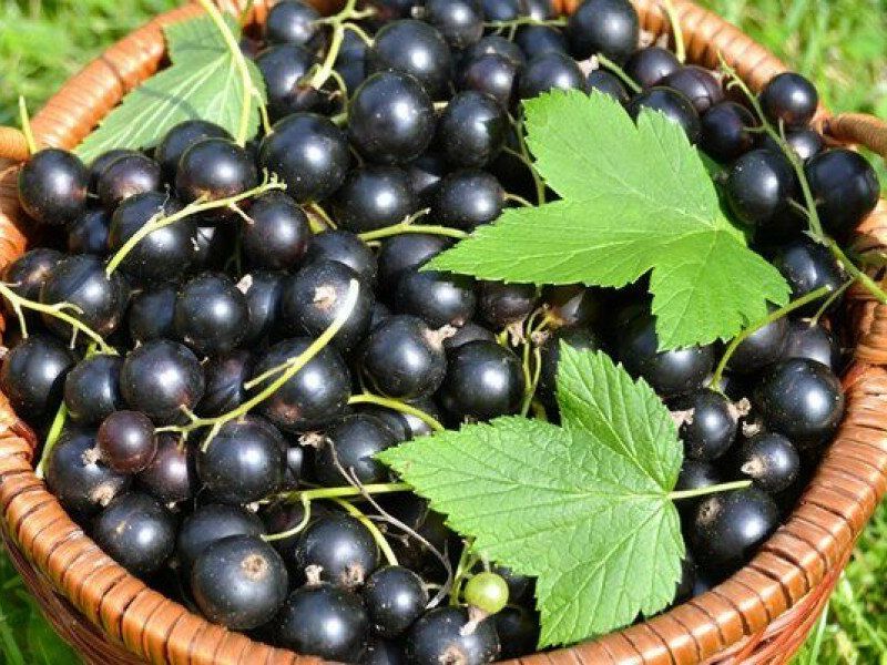 Смородина купить саженцы из питомника в Обнинске