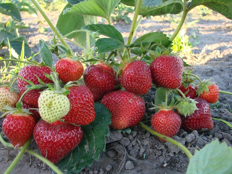 Клубника купить саженцы из питомника в Обнинске