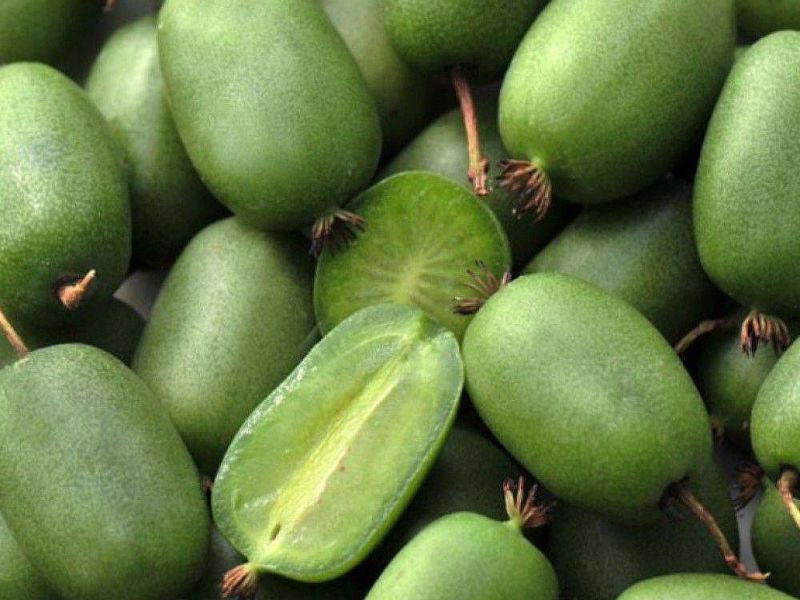 Актинидия купить саженцы из питомнике в Обнинске
