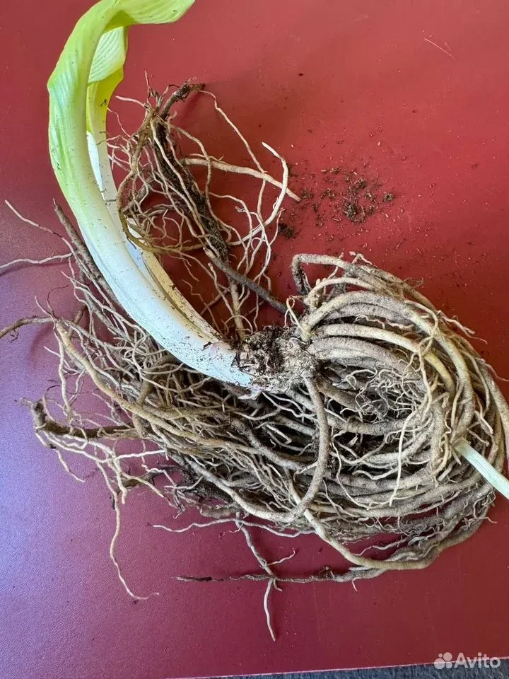 Хоста "ЛЕКСАЙД ЛИТТЛ ТАФТ"
