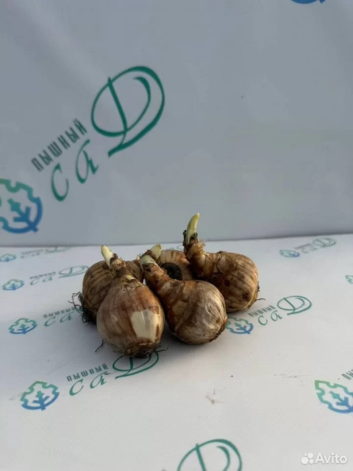 Нарцисс "ТАИТИ" (5 штук)