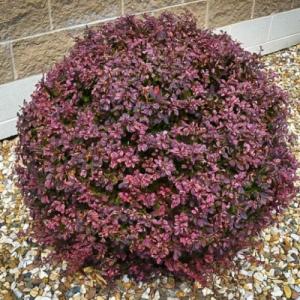 Барбарис "ПИГМИ РУБИ"