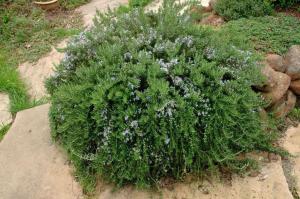 Розмарин ампельный