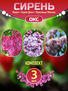 Саженцы сирени Индия, Карпе Дием, Красавица Москвы