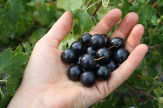 Смородина "ЧЕРНЫЙ ЖЕМЧУГ"