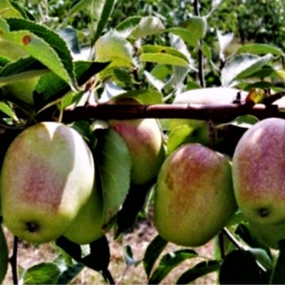 Яблоня "БОЧОНОК"